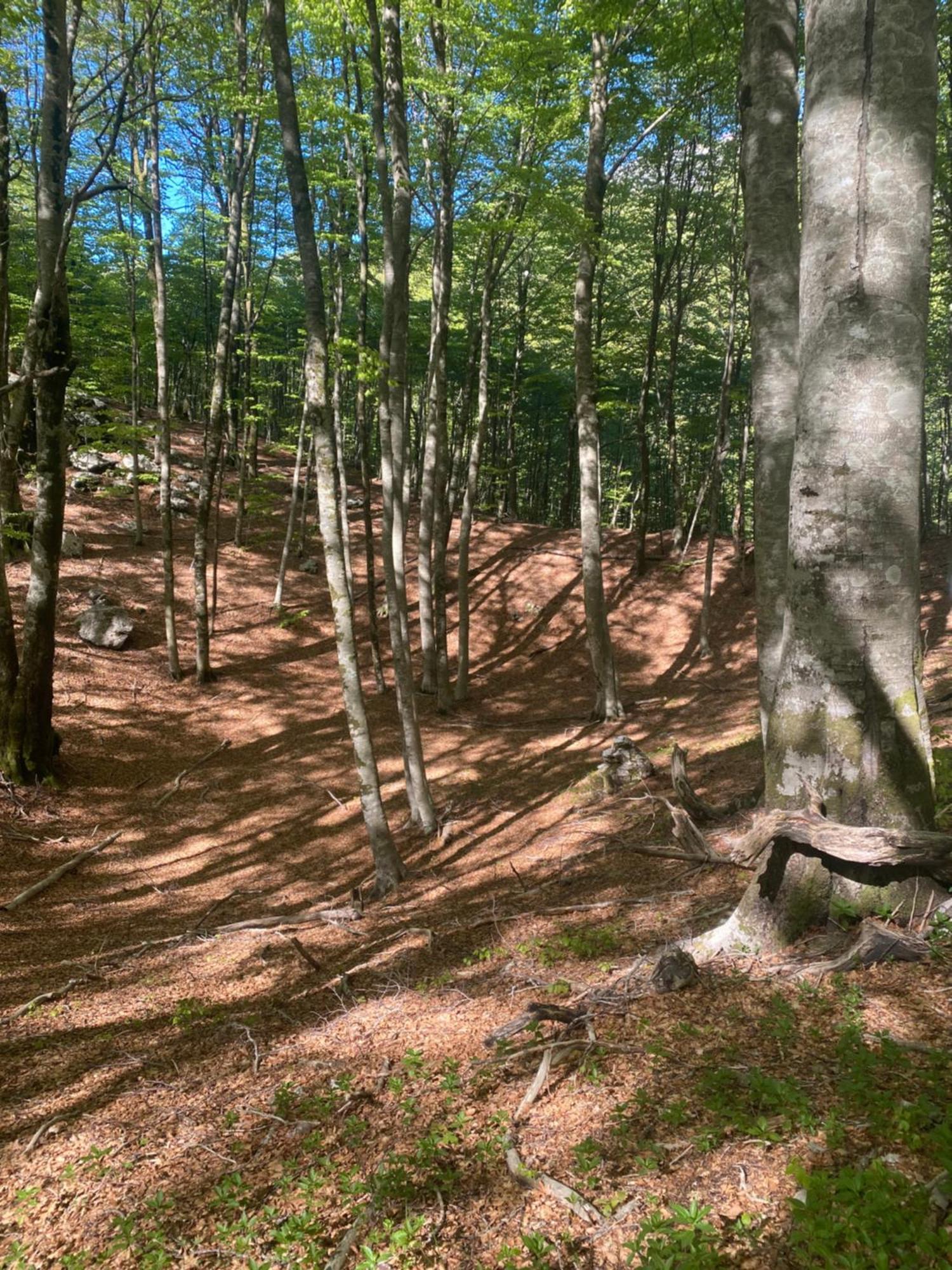 Albero Casa Villa Cetinje Eksteriør bilde